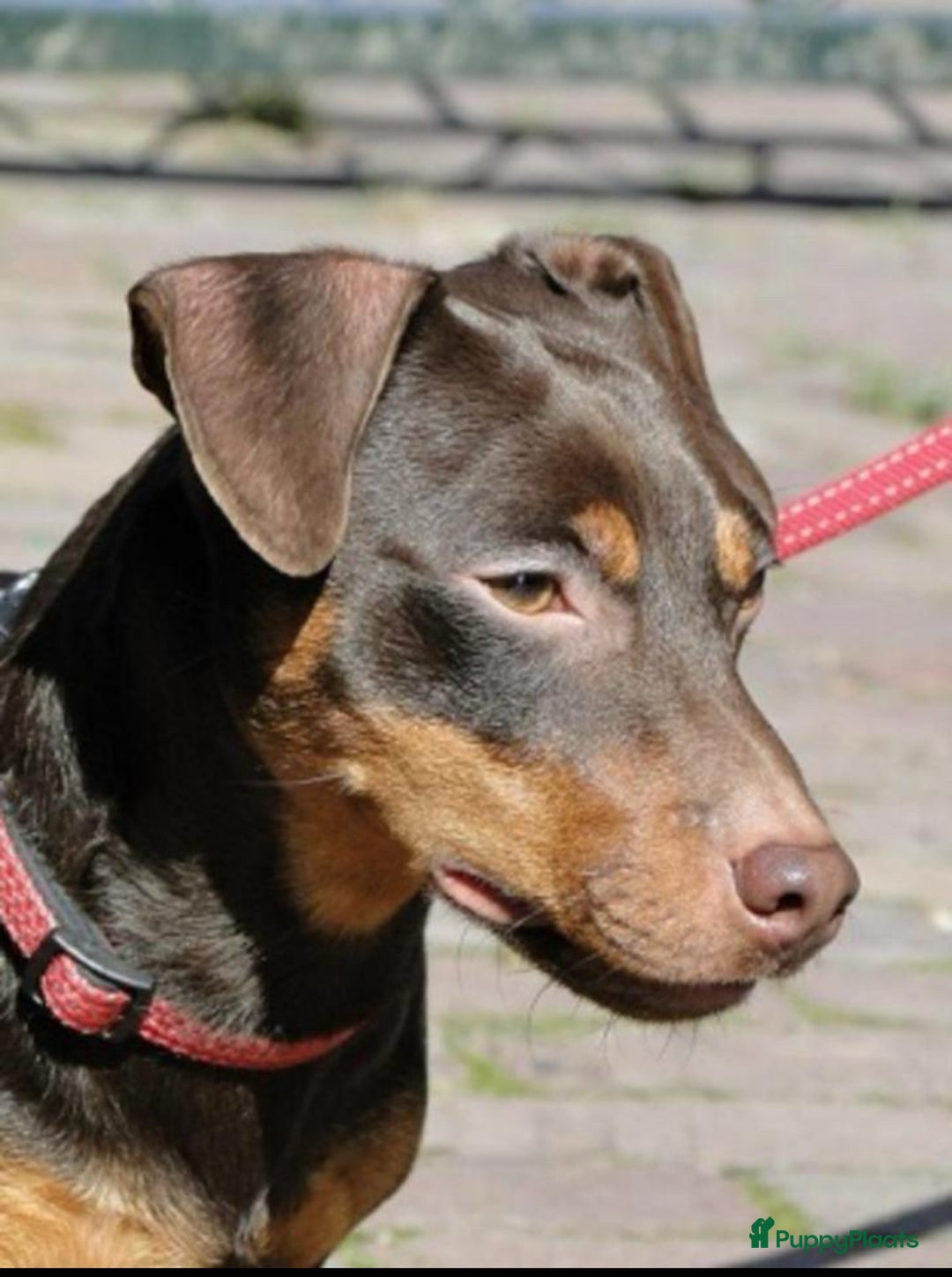 Jack Russel Terriër honden te koop: Jack Russel pup”s chocotan - Advertentie 6