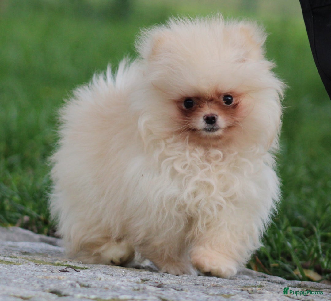 Pomeriaan honden te koop: Pomeriaan pup - Advertentie 1