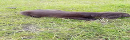 Kruising honden te koop: Kruising pup Bencie!! - Advertentie 12