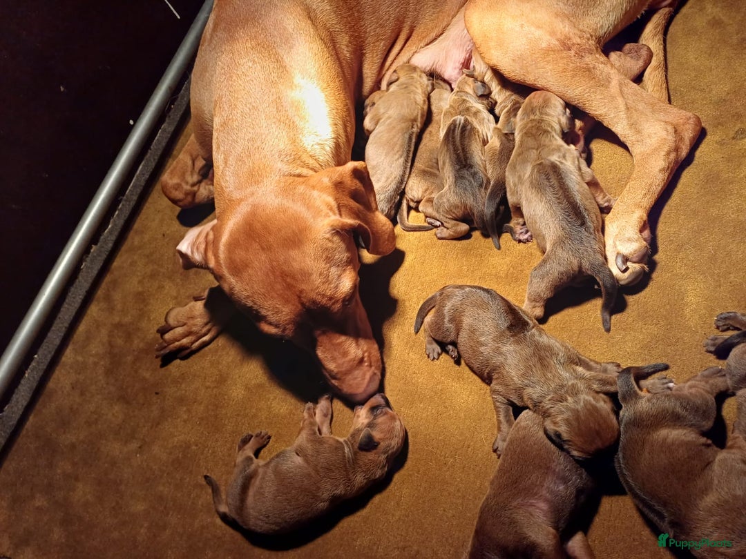 Rhodesian Ridgeback honden te koop: Rhodesian Ridgeback  - Afbeelding 9