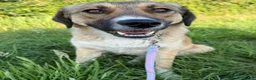 Kruising honden te koop: Romaa - Advertentie 4