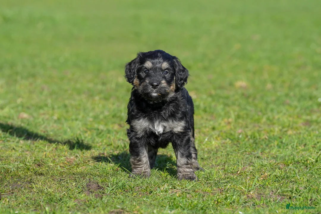 Kruising honden te koop: Bernedoodle pups te koop - Advertentie 16