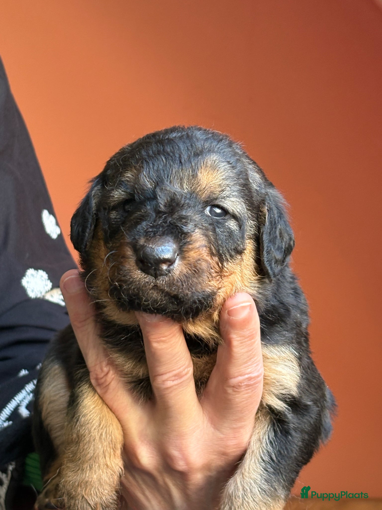 Kruising honden te koop: Nog 1 lieve pup te koop in Niebert - Advertentie 9