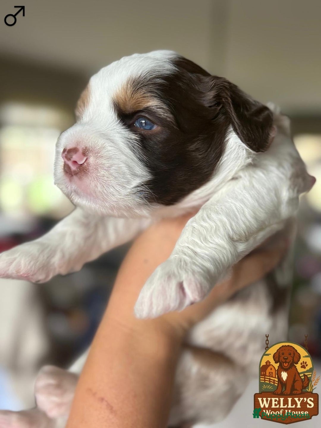 Kruising honden te koop: 🐾 Labradoodle x Australische Herder Pups 🐾 - Advertentie 4