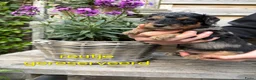 Labradoodle honden te koop: Prachtige labradoodle pups - Advertentie 8