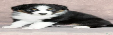 Australian Shepherd Puppy 1