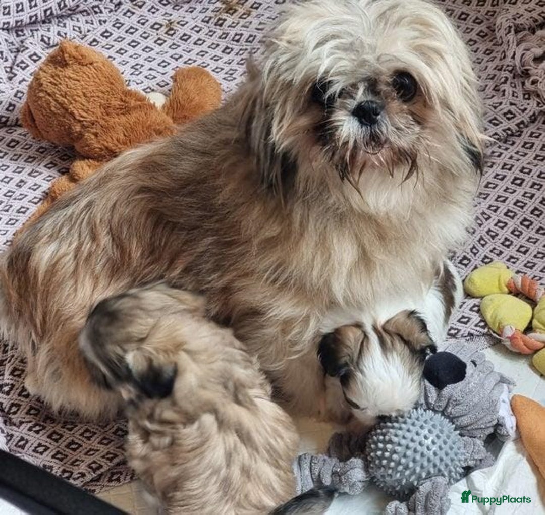 Shih Tzu honden te koop: Imperial Shih Tzu puppy's  - Advertentie 18