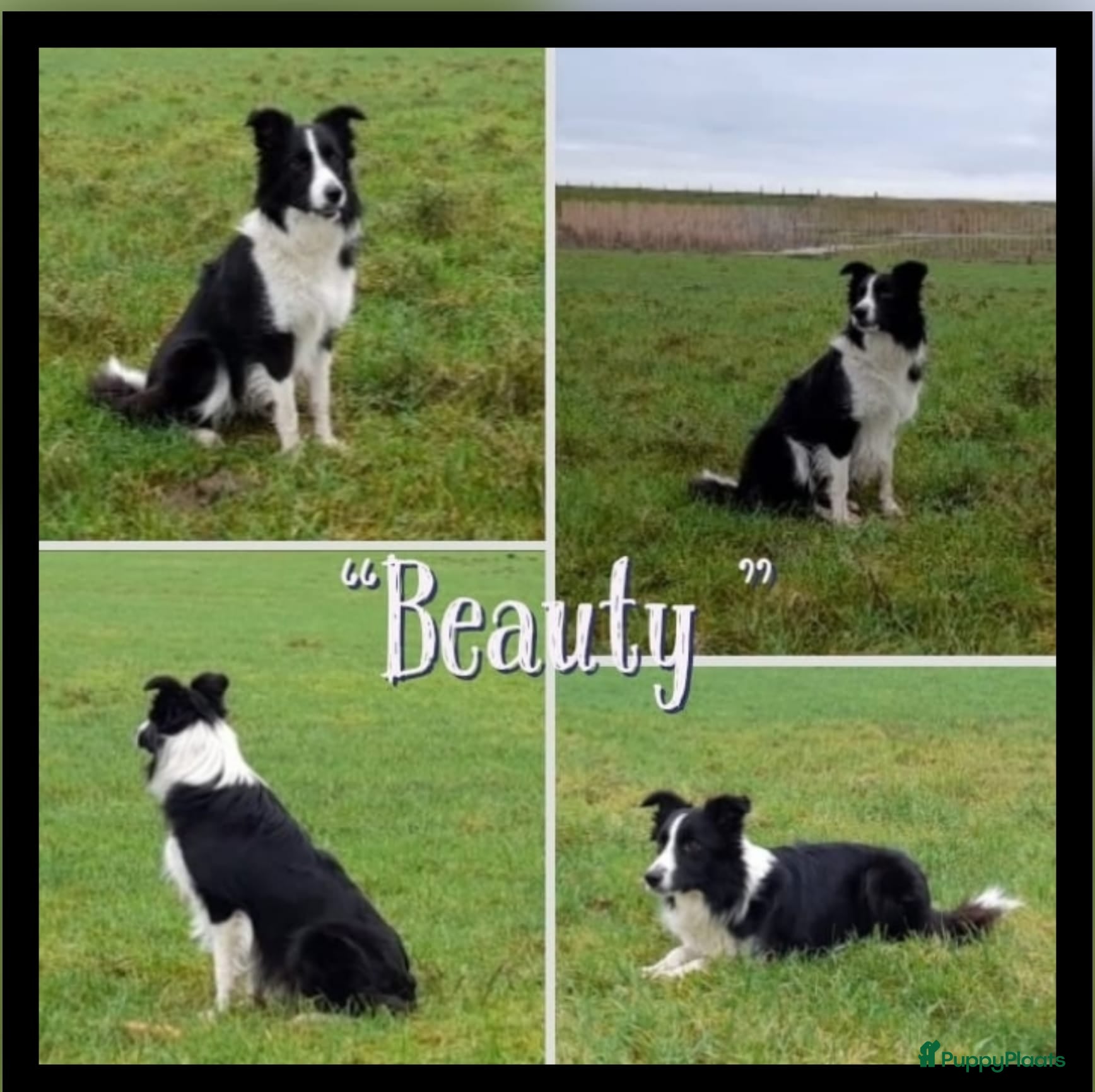 Border Collie honden Prachtige raszuivere Border Collie pups - Advertentie 2