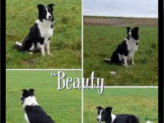 Border Collie honden Prachtige raszuivere Border Collie pups - Advertentie 2