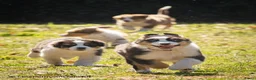 Australian Shepherd honden te koop: Prachtige Australian Shepherd pups - Advertentie 15