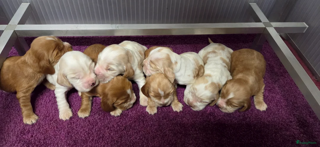 Engelse Cocker Spaniel honden te koop: Engelse Cockerspaniel pups met Stamboom  - Advertentie 11