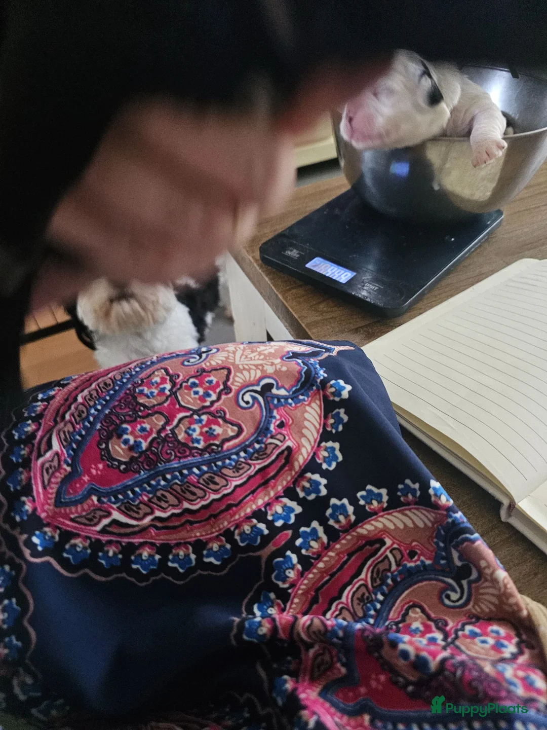Malshi honden te koop: Boomertjes (malchi) - Advertentie 2
