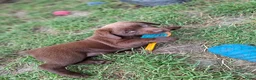 Labrador Retriever honden te koop: Raszuivere bruine labrador pups  - Advertentie 28
