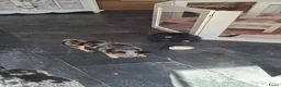 Pomeriaan honden te koop: Pomeriaan puppy  - Advertentie 8