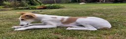 Barsoi honden te koop: Borzoi-teef uit FCI-kennel zoekt lief thuis  - Advertentie 35