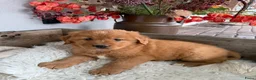 Nova Scotia Duck Tolling Retriever honden te koop: Nova Scofield duck rolling. Retriever  - Advertentie 7