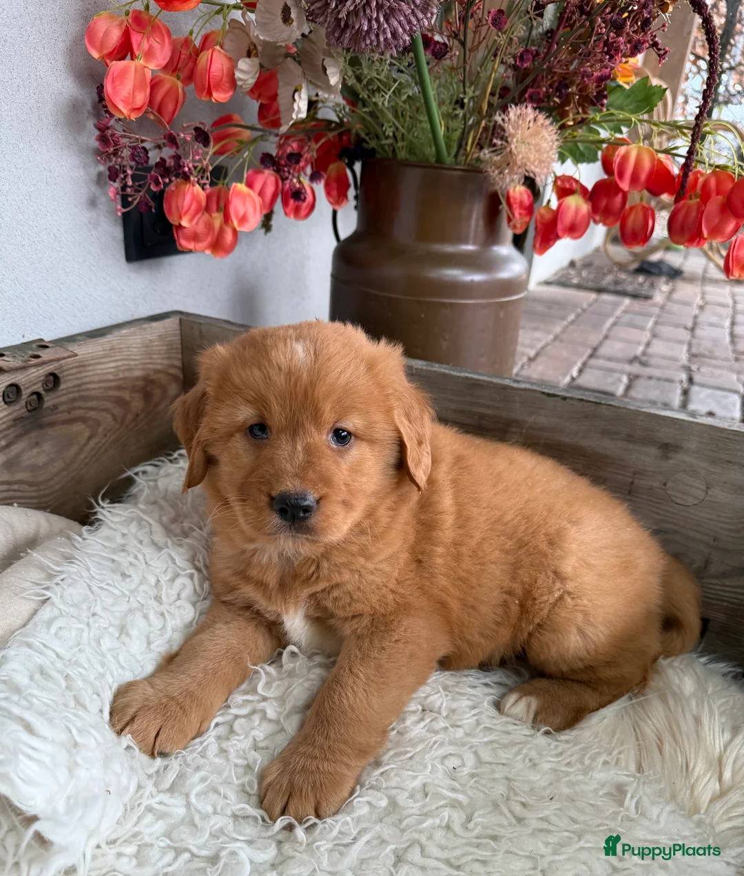 Nova Scotia Duck Tolling Retriever honden te koop: Nova Scofield duck rolling. Retriever  - Advertentie 7