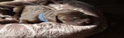 Labradoodle honden te koop: Lieve Labradoodle pups zoeken gouden mandje - Advertentie 20