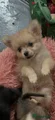 Pomchi Puppy 2