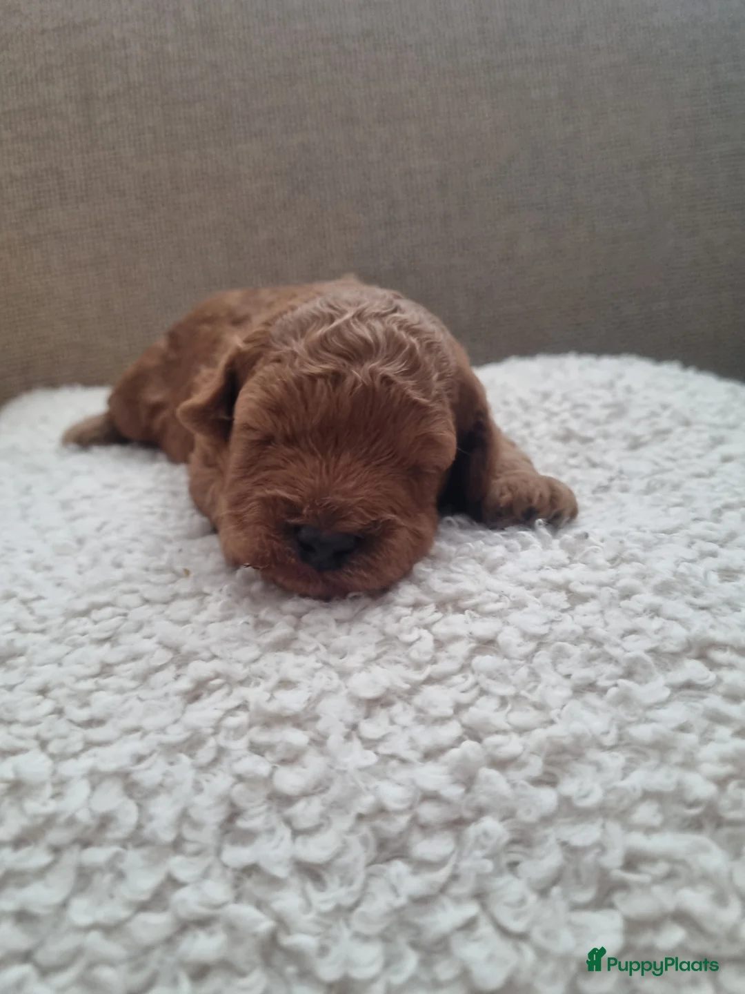 Poedel Toy honden te koop: Toypoedel  - Advertentie 5