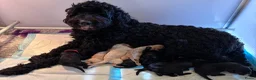 Labradoodle honden te koop: Hele mooie medium Labradoodle pups - Advertentie 18