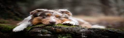 Australian Shepherd honden ter dekking: Merle Australian Shepherd Dekreu - Advertentie 4