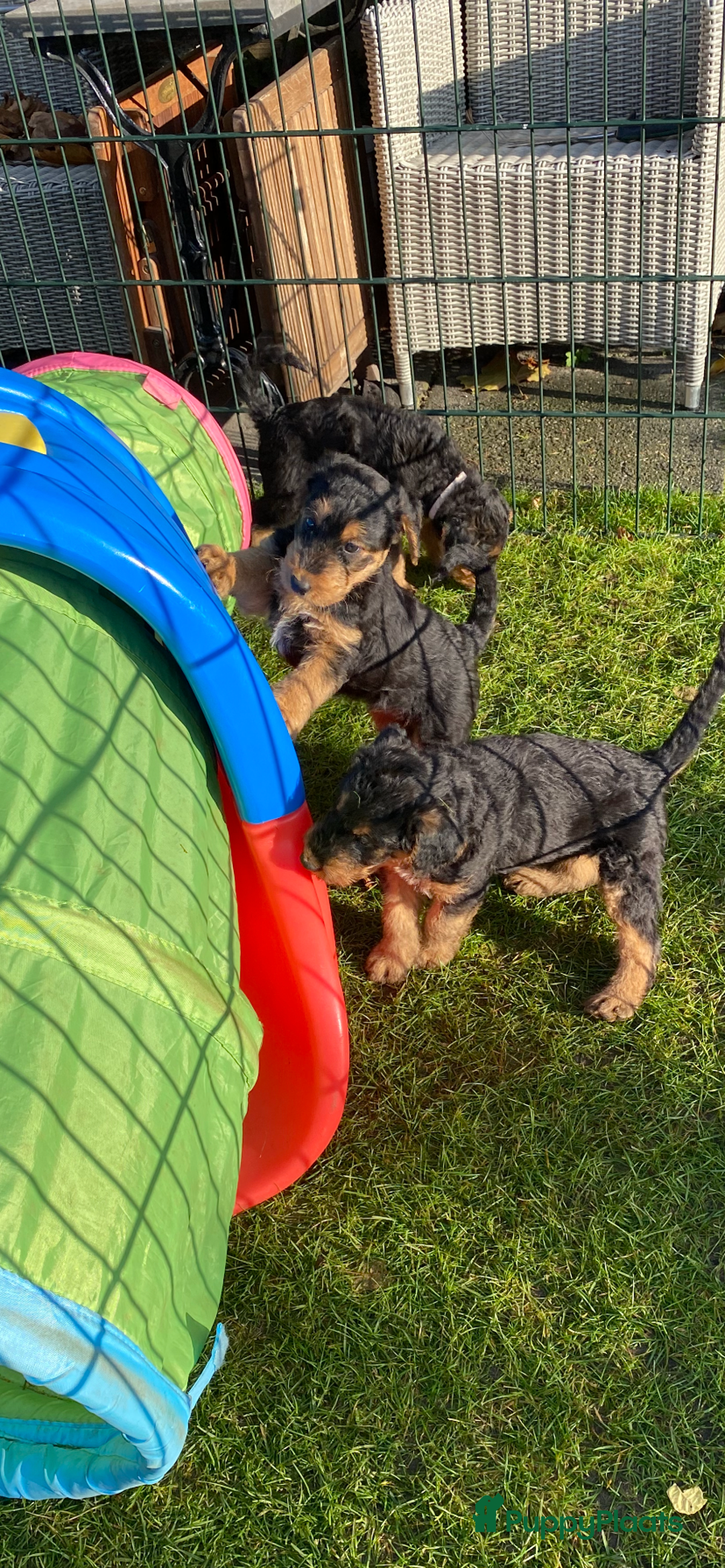 Airedale Terriër honden te koop: Airedale terriër pups  - Advertentie 28