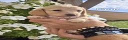 Teckel (langhaar) honden te koop: Prachtige langhaar teckel pups - Advertentie 5