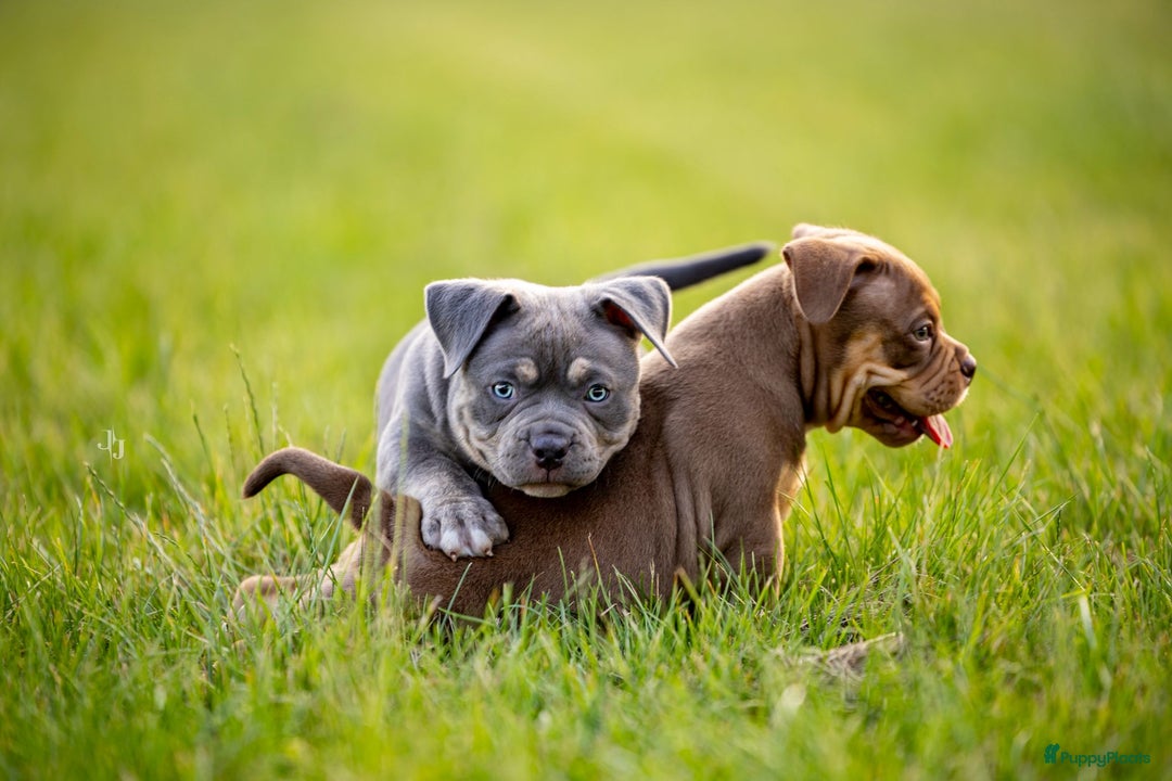 Amerikaanse Bully honden te koop: American bully pocket - Afbeelding 1