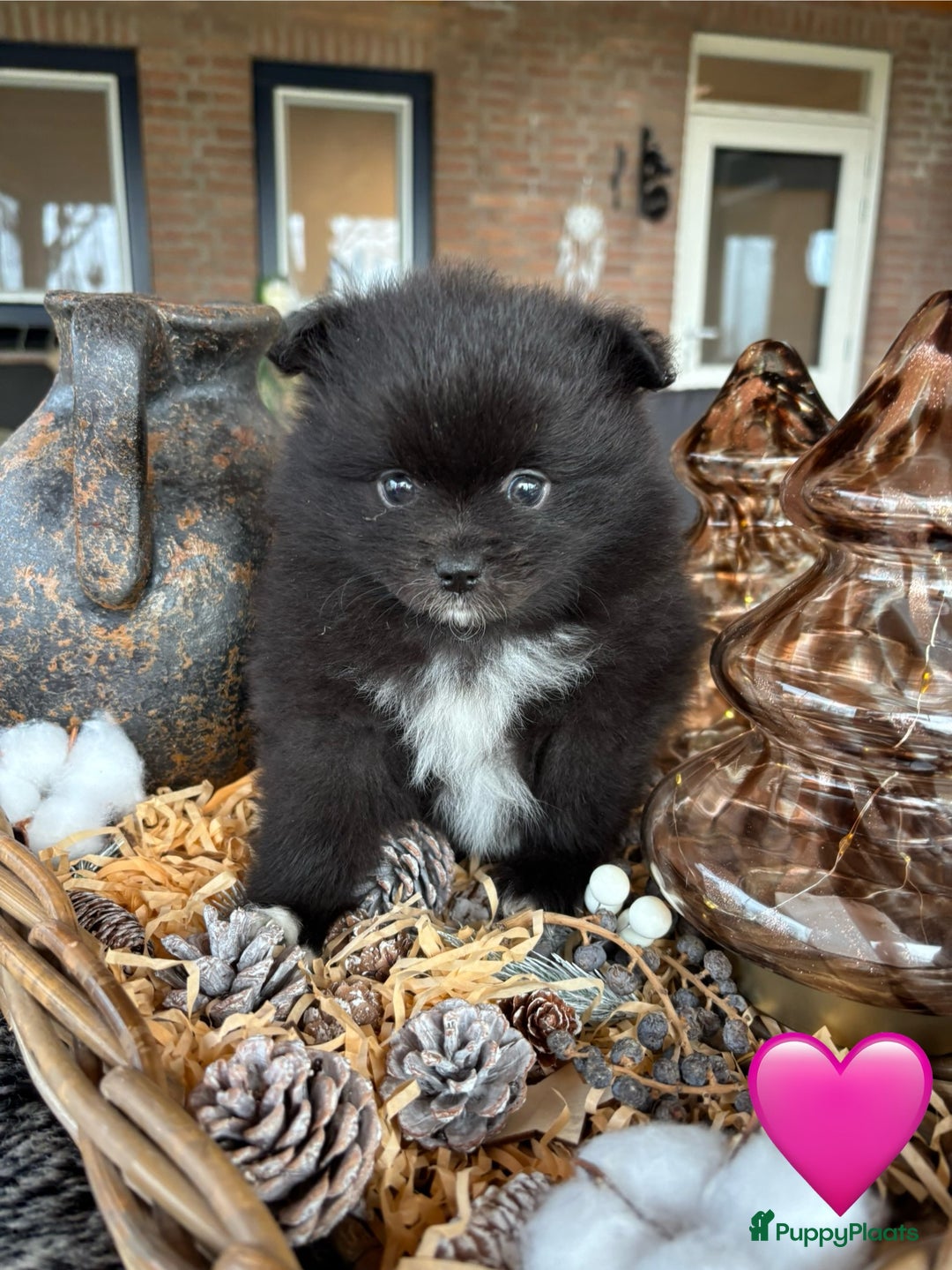 Pomeriaan honden te koop: Pomeriaan pups - Advertentie 11