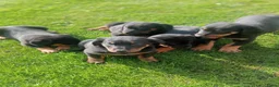 Beauceron honden te koop: Gezinshond Beauceron  in Strijbeek - Advertentie 5