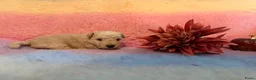 Lakeland Terriër honden te koop: Leuke lakeland pups met stamboom - Advertentie 8