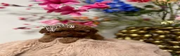 Poedel Toy honden te koop: toypoedel  - Advertentie 8