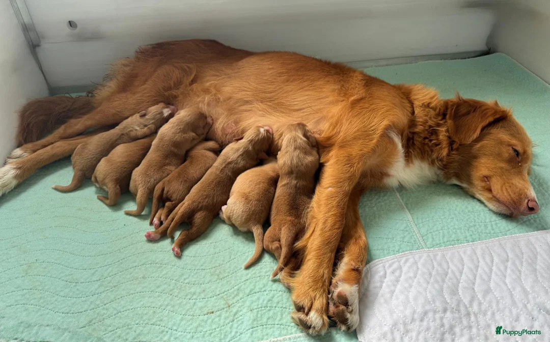 Nova Scotia Duck Tolling Retriever honden te koop: reutje Nova scotia duck tolling retriever FCI - Advertentie 9