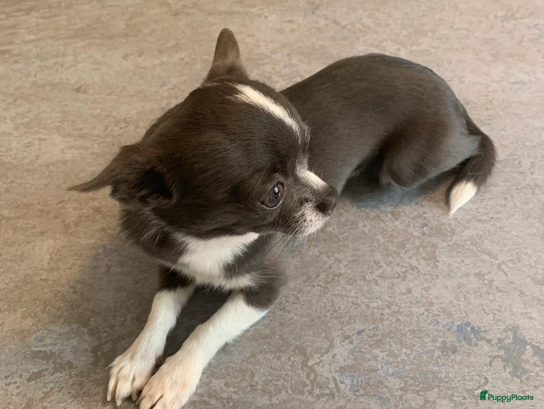 Chihuahua honden ter dekking: Ervaren blauw/grijze kleine chihuahua dekreu - Advertentie 2