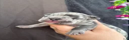 Franse Bulldog honden te koop: Franse Bulldog pups - Advertentie 8