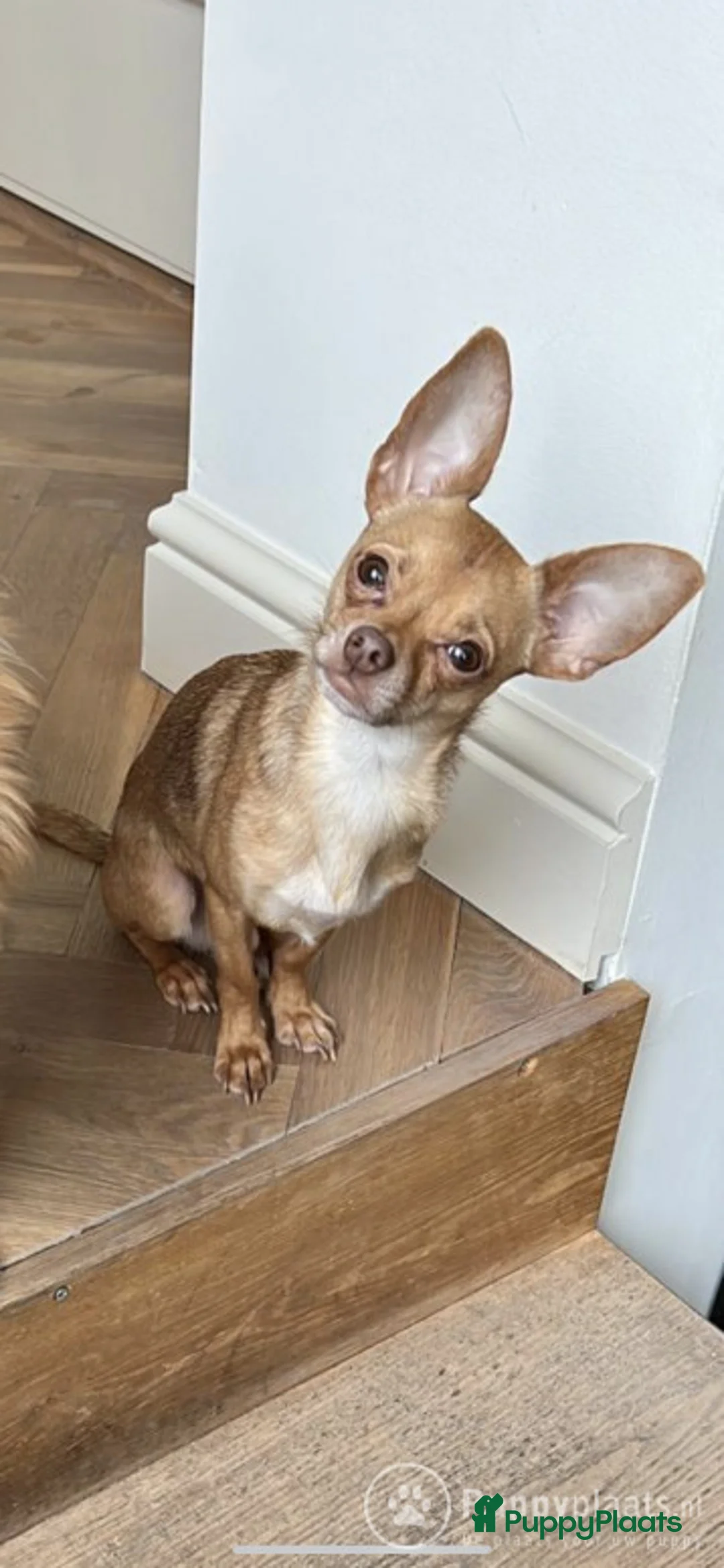 Chihuahua honden ter dekking: Chihuahua DEKREU- niet te koop in Waalwijk - Advertentie 2
