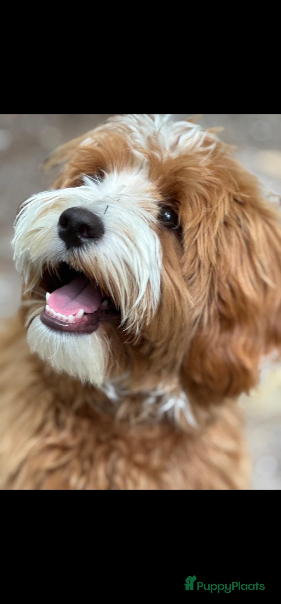 Australian Labradoodle honden te koop: Nestje Australian Labradoodles mini - Advertentie 22