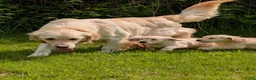 Kruising honden te koop:  Goldencocker pups goldenretriever x engelsecocker - Advertentie 1