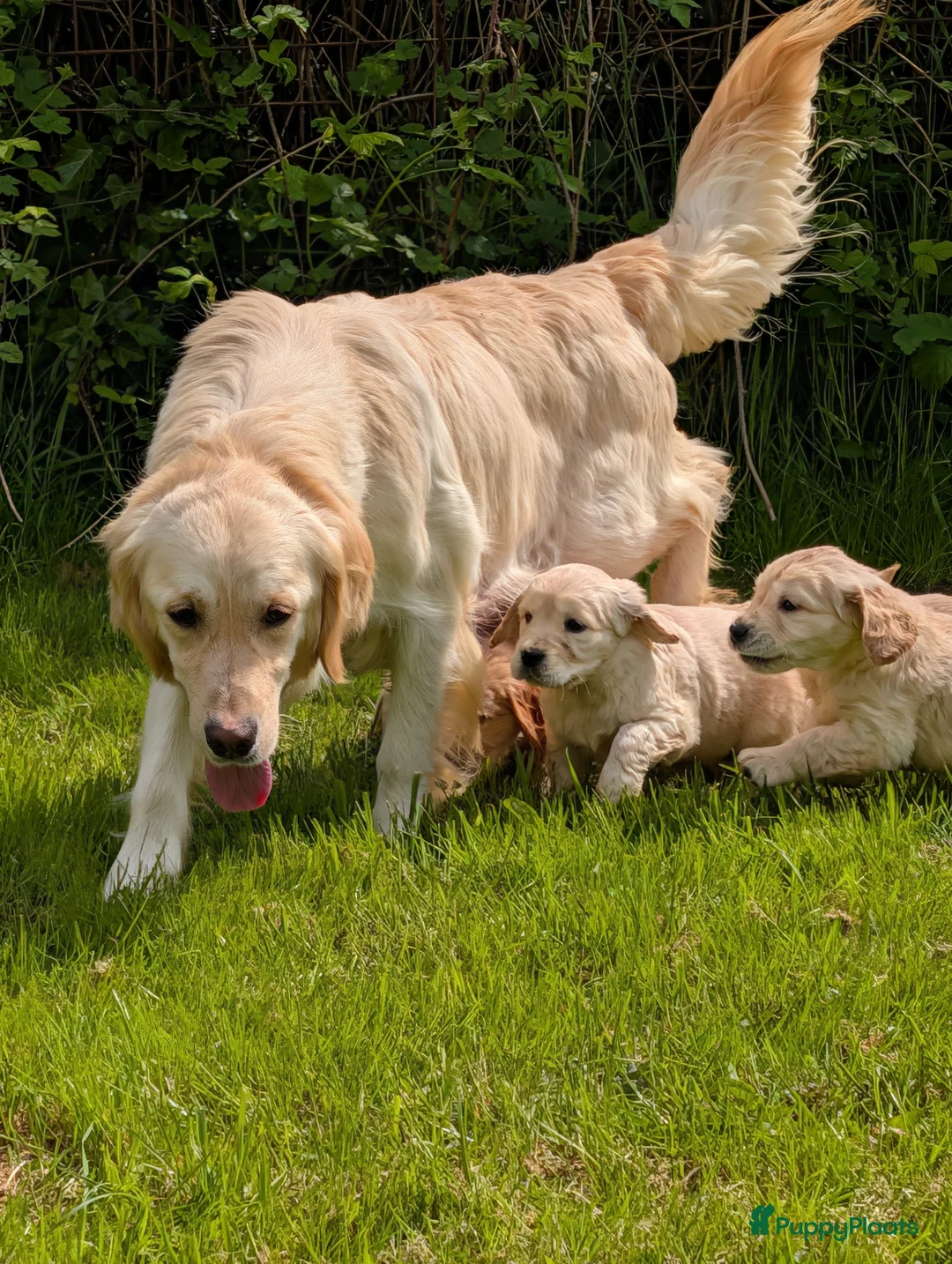 Kruising honden te koop:  Goldencocker pups goldenretriever x engelsecocker - Advertentie 1