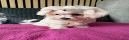 Maltezer honden te koop: Prachtig Maltezer teefje zoekt haar gouden mandje - Advertentie 4