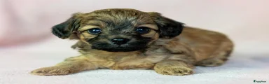 Chidoodle pupje 2