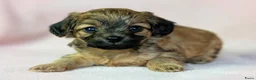 Kruising honden te koop: Prachtige Chi-doodle pups (chihuahua-toypoedel) - Advertentie 22