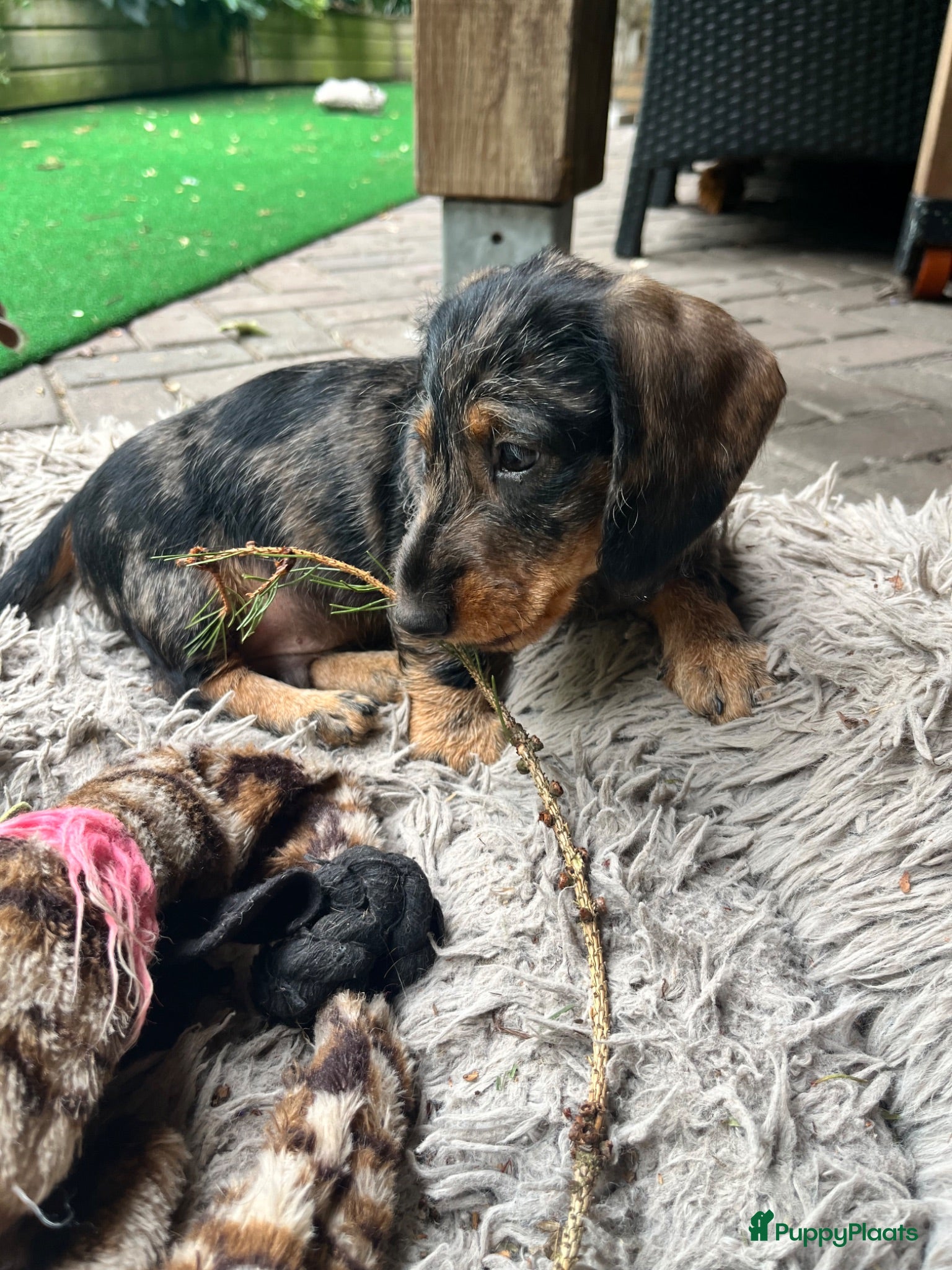 Ruwhaar Teckel honden Ons Kruimeltje - ruwharige tijger dwergteckel - Advertentie 2