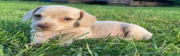 Kruising honden te koop: Kortharige teckels met vleugje chihuahua  - Advertentie 13