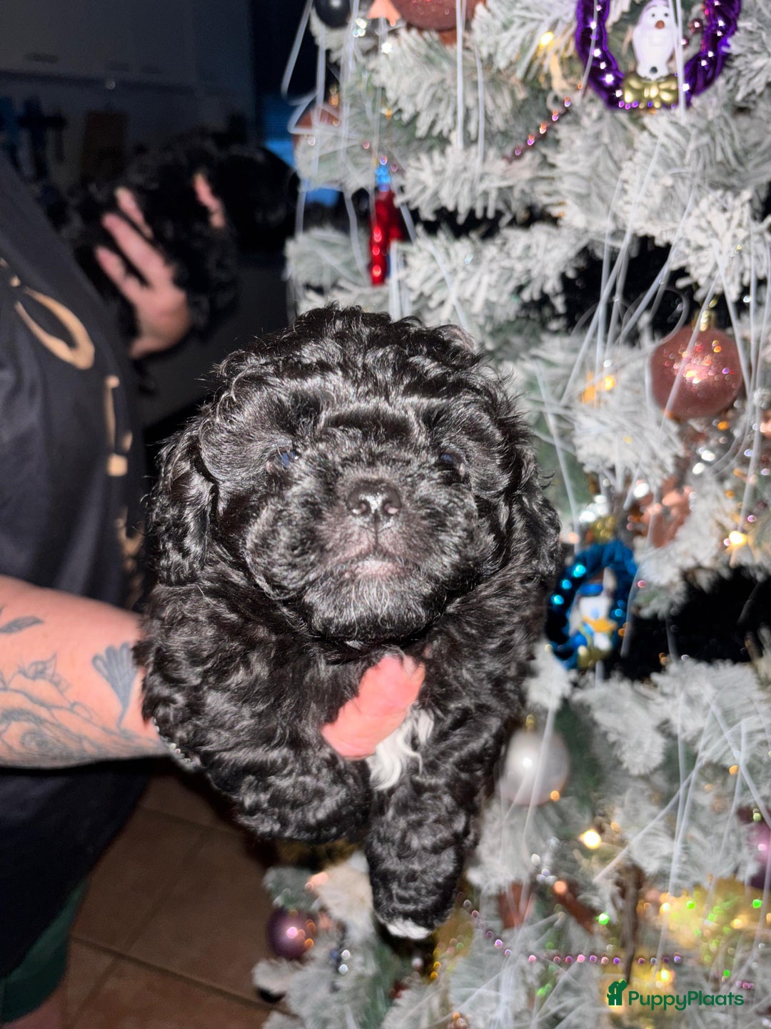 Kruising honden te koop: Puppie - Advertentie 3