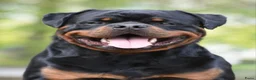 Rottweiler honden ter dekking: Dekreu Rottweiler  - Advertentie 5