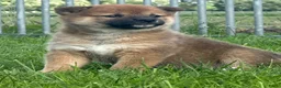 Shiba honden te koop: Bijzondere Shiba inu puppies - Advertentie 13