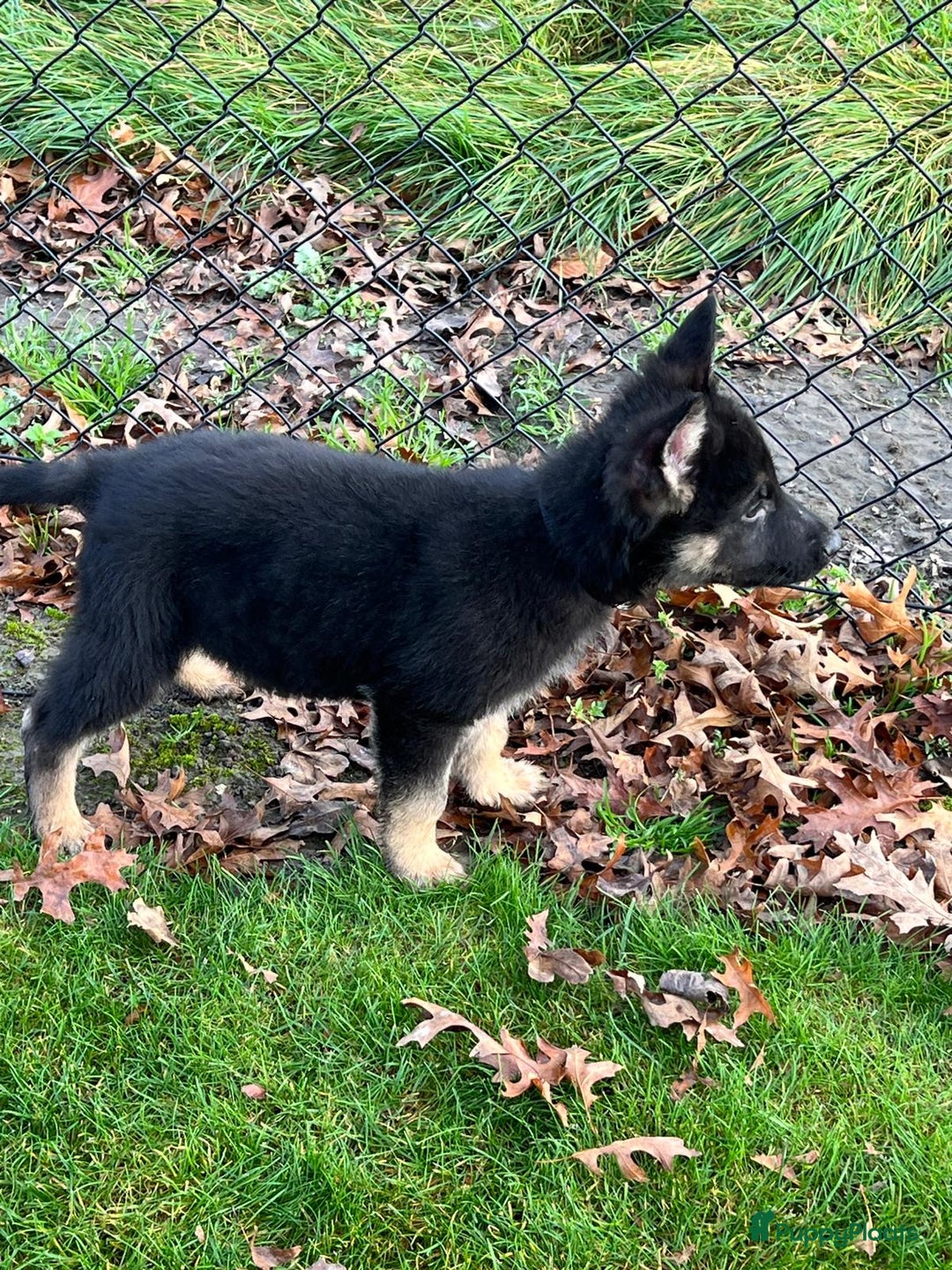 Duitse Herder honden te koop: Duitse herder pups -10 WK- nog 1 pup beschikbaar! - Advertentie 36