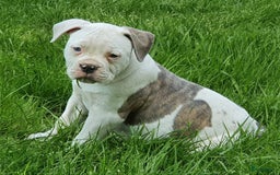 Amerikaanse Bulldog honden te koop: Supermooie Amerikaanse bulldog pups met stamboom - Afbeelding 1